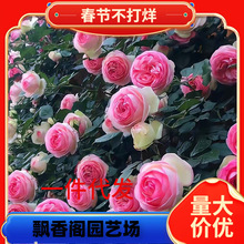 һ�����l�Nޱ���N�������¼��绨�N���ļ��_����Ԯ����ͥԺֲ��õ