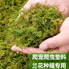 ��ˮ̦�����m��̦�\���l�m�������������|��ˮ̨ʯ���Nֲ