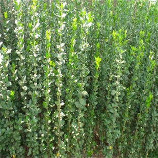 �G����ľ�е���G�hֲ����~�S���籱�����S������ļ��L��