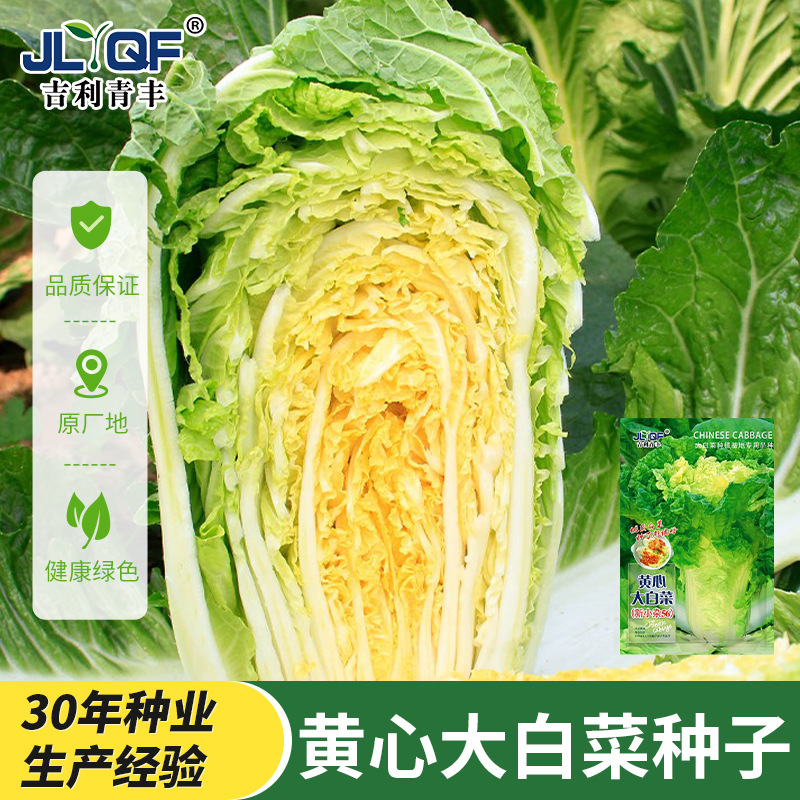 Huangxinqiu Chinese Cabbage Seeds, Larvae Seeds, White Cabbage Seeds, Four-Season Potted Plants, Autum and Winter Seeds, Vegetable Seeds, Rapeseeds