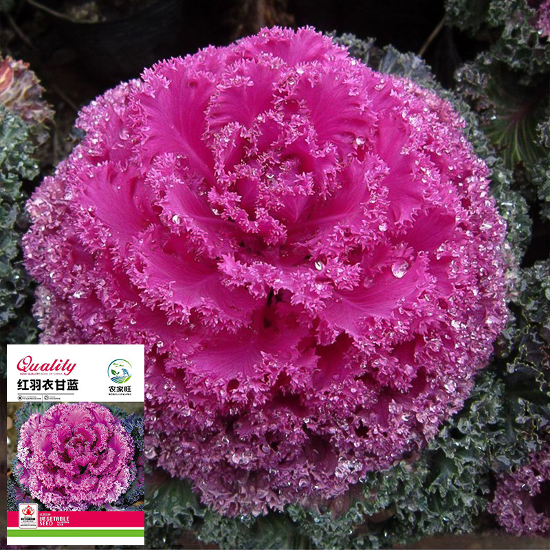 红羽衣甘蓝种子种苗紫色羽衣甘蓝粉羽红叶牡丹红罗裙观赏食用阳台
