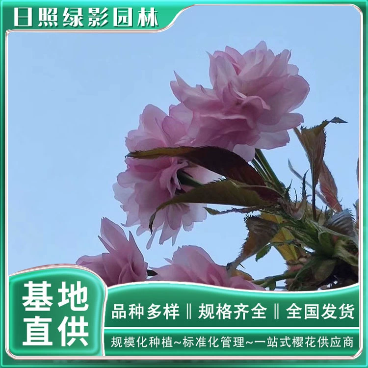 Ценовое предложение на ветку хризантемы 4 см висит Вишневый цвет Происхождение ветка хризантемы висит вишневый цвет Базовая цитата