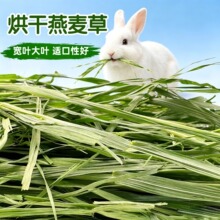 烘干燕麦草兔子草豚鼠龙猫粮干草兔粮宠物牧草燕麦草500g兔兔干草
