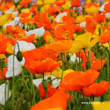 ���u�����˻��N�����ﲥ���ܷN�Ӷ����ͺ��҃����̨ͥԺ���Ի���