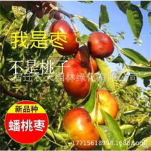 蟠梨枣大白玲冬枣树苗庭院果树嫁接南北方种植枣树当年结果超甜枣