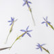 Star Flower Embossed Mobile Phone Shell Embossed Flower Painting Plant Specimen Dried Flower Bookmark Face Decoration Dried Flower