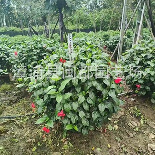 �t����ɣ�� �߶� 100cm ��·���x�� С�^�G�h �������ݻ���ֱ��