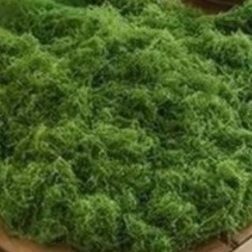 Simulación de césped de seda de musgo, paisaje de musgo biónico, plantas verdes, bonsai, pavimento de paisajismo, decoración de musgo falso, césped falso