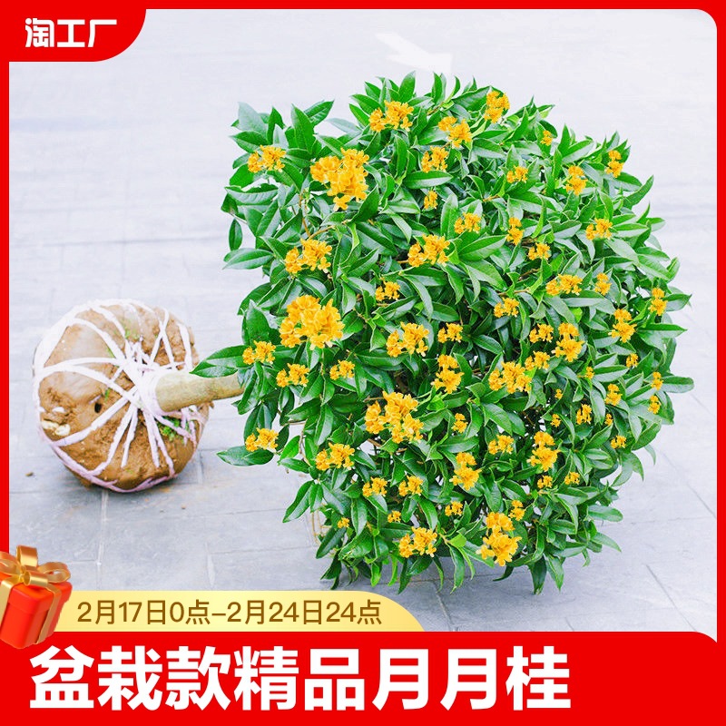 金桂花树苗盆栽八月桂花苗庭院耐寒大树苗四季开花卉阳台花期