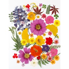 干花材料包永生花压花片押花草手工滴胶书签真花植物树叶标本