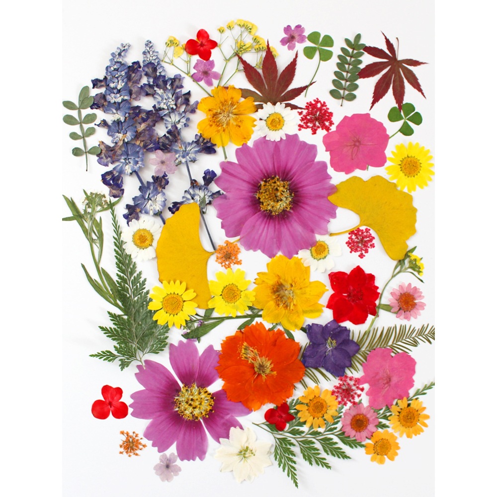 干花材料包永生花压花片押花草手工滴胶书签真花植物树叶标本