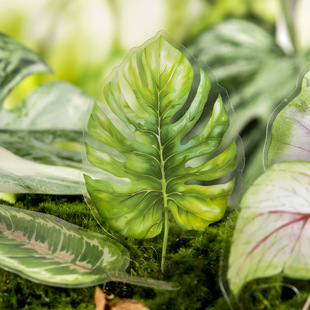 �����u��Ů�N���� ��ֲ�ؕ�ϵ�� �Ꭷֲ�����~DIY�b��N20�� 6��