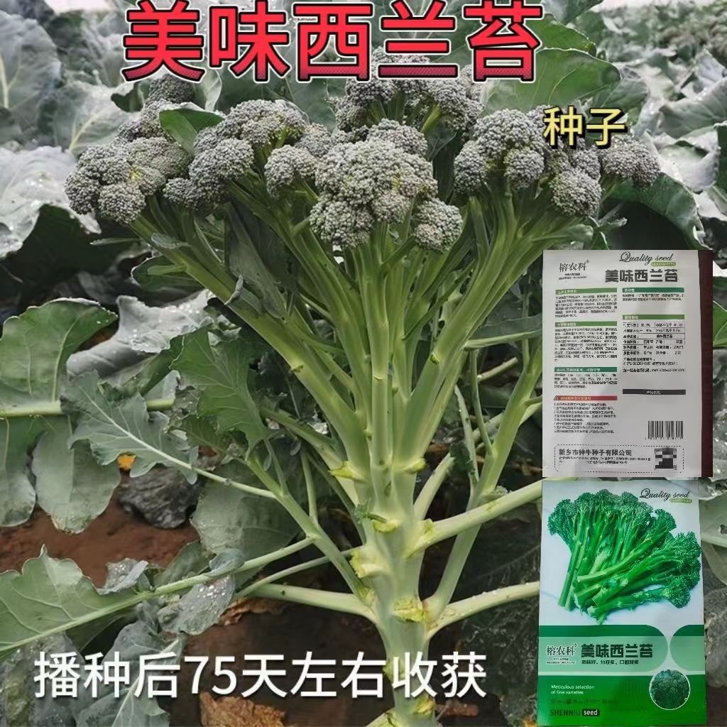 西兰苔种子种籽西兰花种籽苗芥蓝芥兰菜四季菜苔蔬菜孑菜心秧苔菜