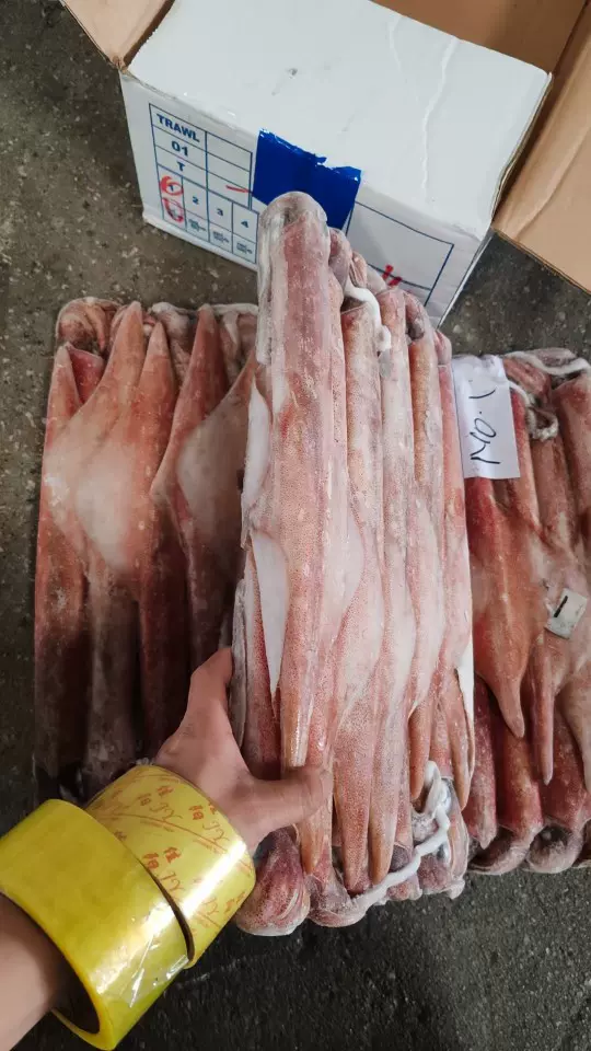 印尼红鱿鱼冷冻海兔子批货整箱笔管鱼带籽海鲜批发全印尼红鱿鱼