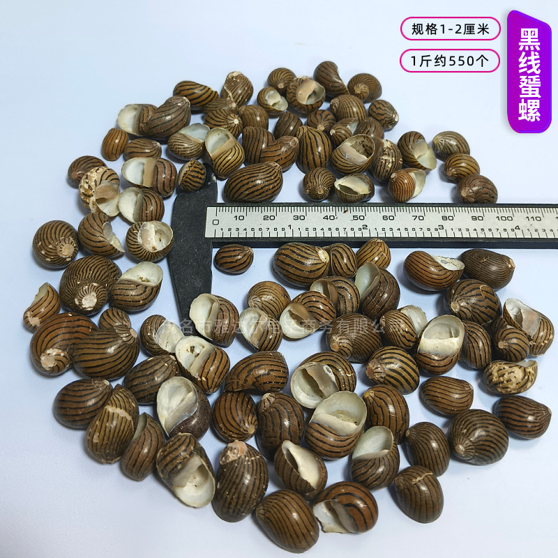 貝殻と法螺貝 1～2cmをポンド単位で販売、貝殻と砂を混ぜて手作りのDIYテーブルを製作、ドリフトボトルを製作|undefined
