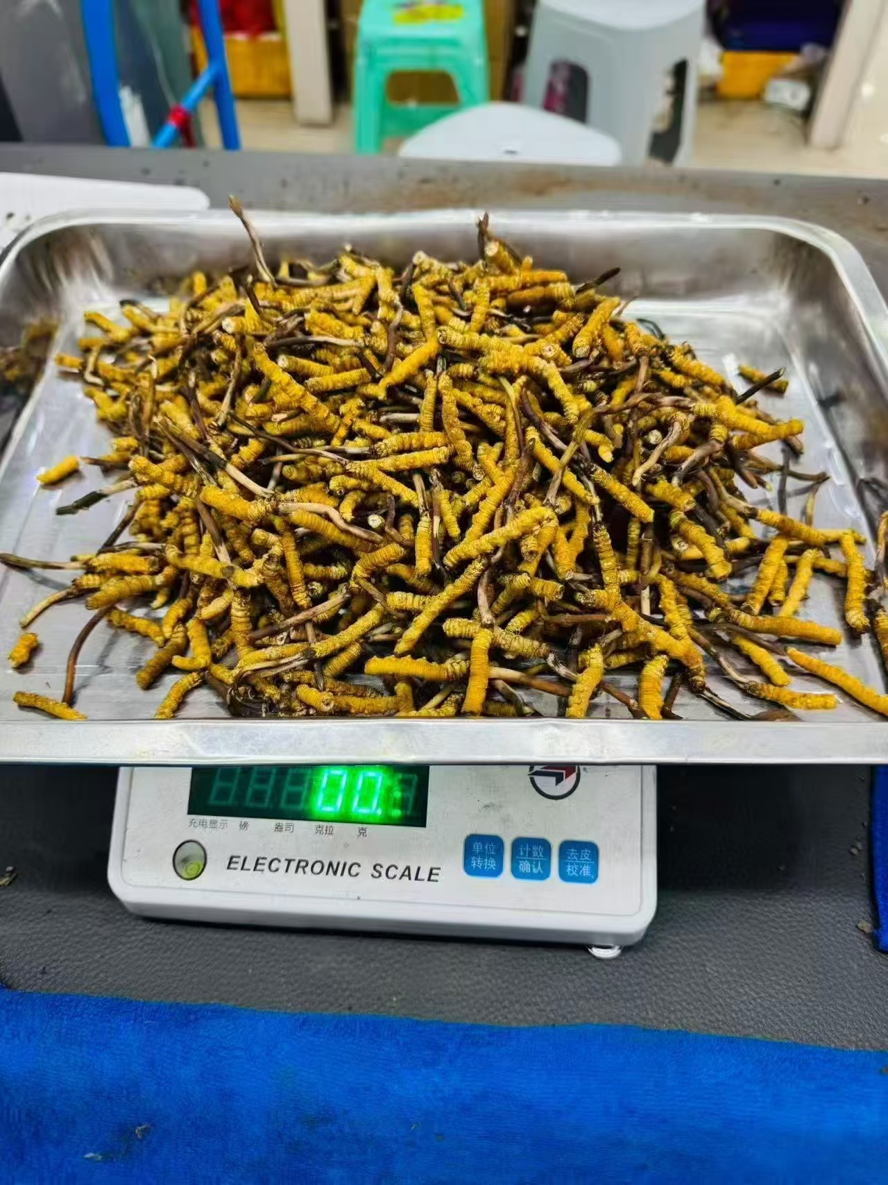 Freeze-Dried Cultivated Cordyceps Dong Chong Xia Cao 1g Pack 3-4 Pieces Culinary Herbal Tonic overview