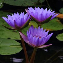 睡莲水培花卉荷花碗莲成品大苗带花苞庭院池塘水生养四季开花植物