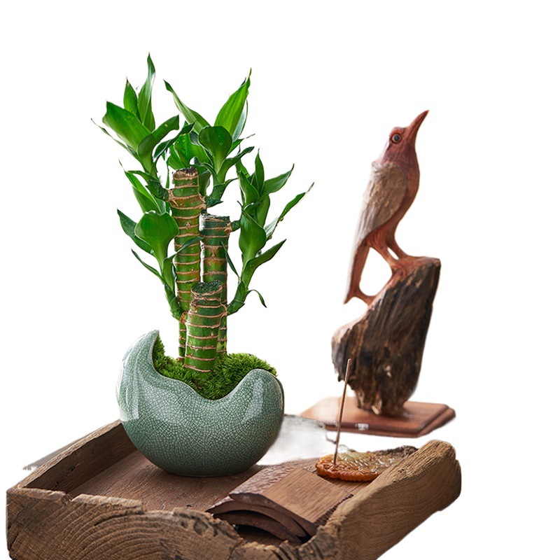 Fugu bamboo chamber plants