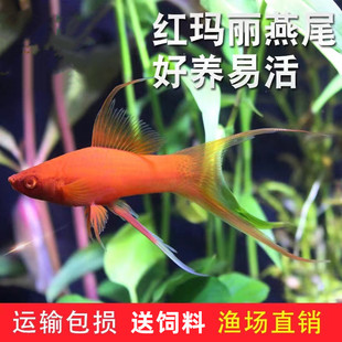 �t�����~�Ꭷ��ˮ�~��β�Lβ�����^�p�~���w���B�ͻ��̖������]