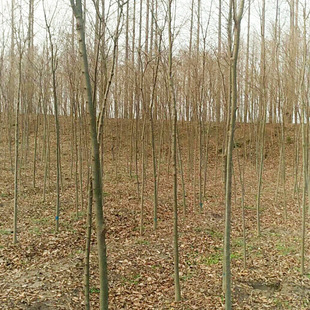 �������l �t�Θ�С���� �t����t�~�Θ�С�~�Θ����֘���Θ���ľ