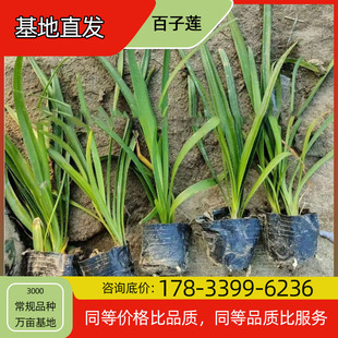 Baizi Lotus Seedling Potted Base Planting, Four-Season Flowering, Courtyard Planting, Green Plant Project, Greening Seedlings, Easy to Breed