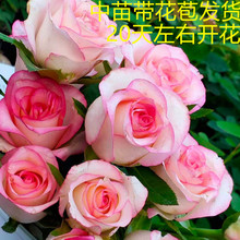 ��ľõ��W���¼�����󻨝��㻨���̨ͥԺ�����ļ��Nޱ�������