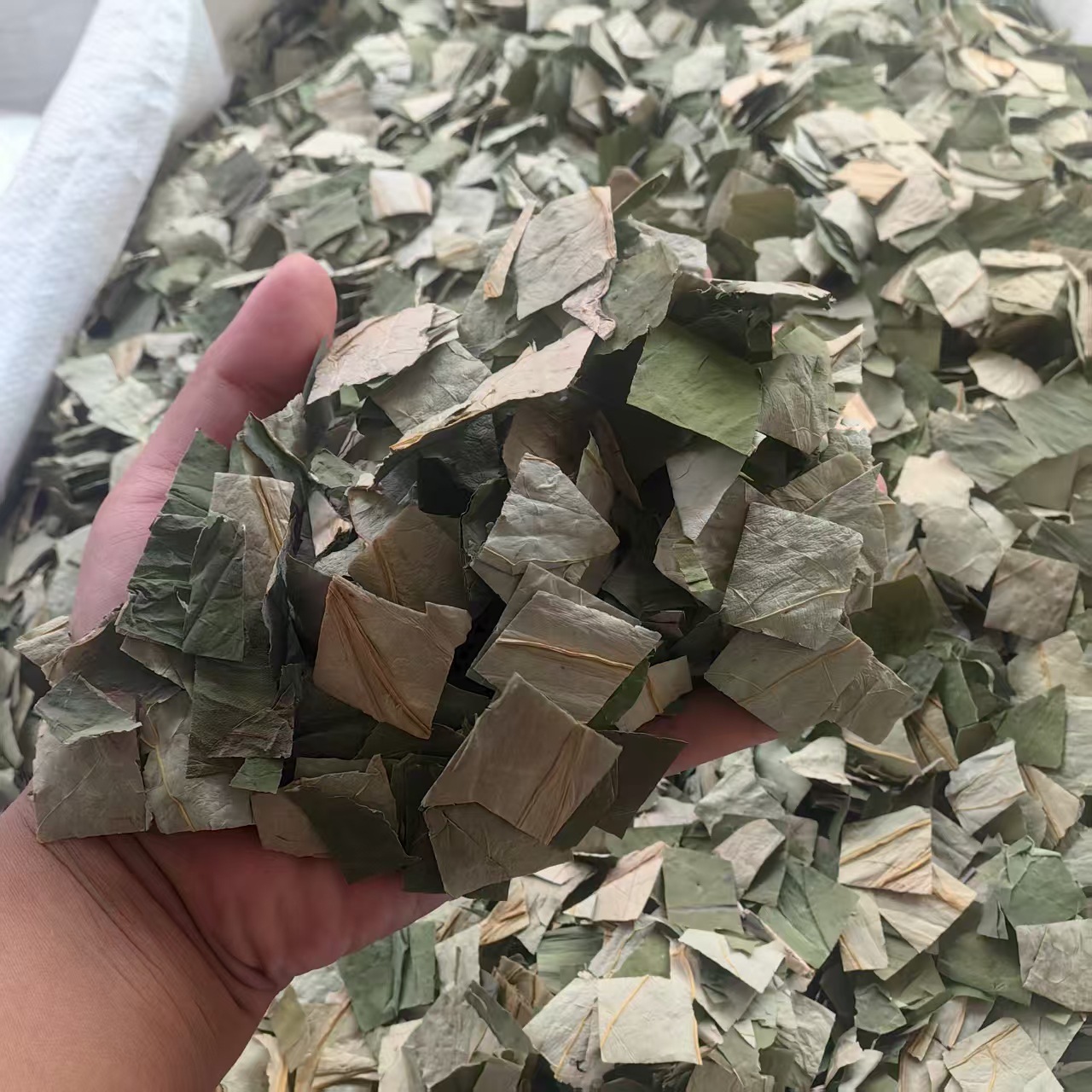 Dried Lotus Leaf He Ye 500g Herbal Tea Ingredient Green Cut Leaves for Infusions and Decoctions key features
