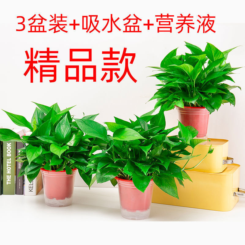 60 하이 레드 화분 3개 화분 + 2액체