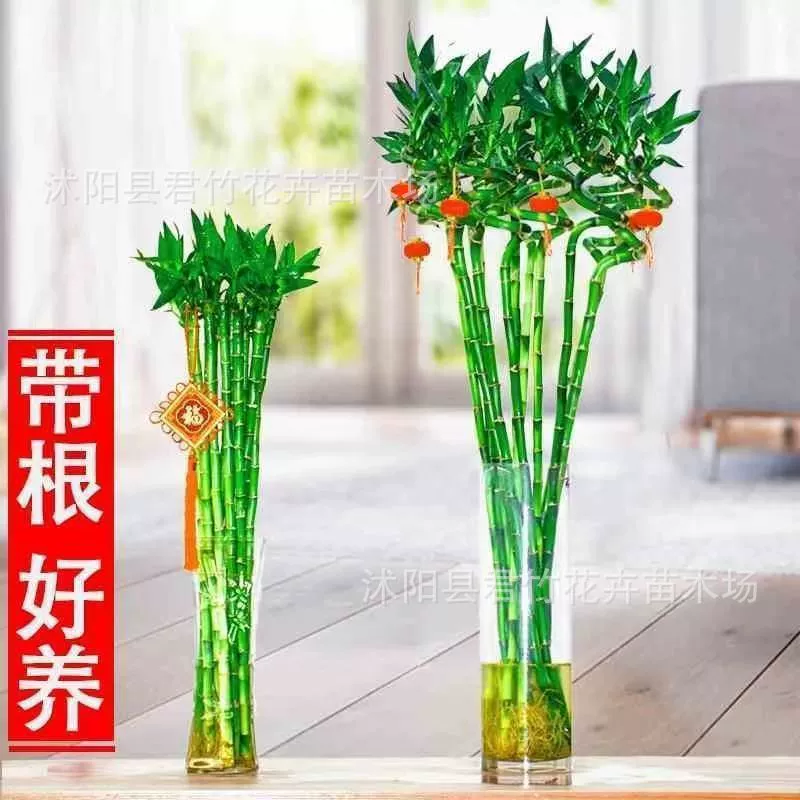 Передача бамбуковой воды, поднятой с корнями Гидропонные богатые бамбуковые растения Открытая бамбуковая гостиная Изогнутые бамбуковые растения в горшках Приглашающие богатство Комнатные растения