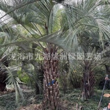 耐寒布迪椰子移栽苗棕榈树假槟榔批发大王椰子基地