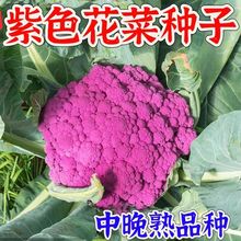 ���F�����˷N���ϲ˻��N���＾������ͥԺ�ϻ��˷N����ɫ��Ҭ�˷N