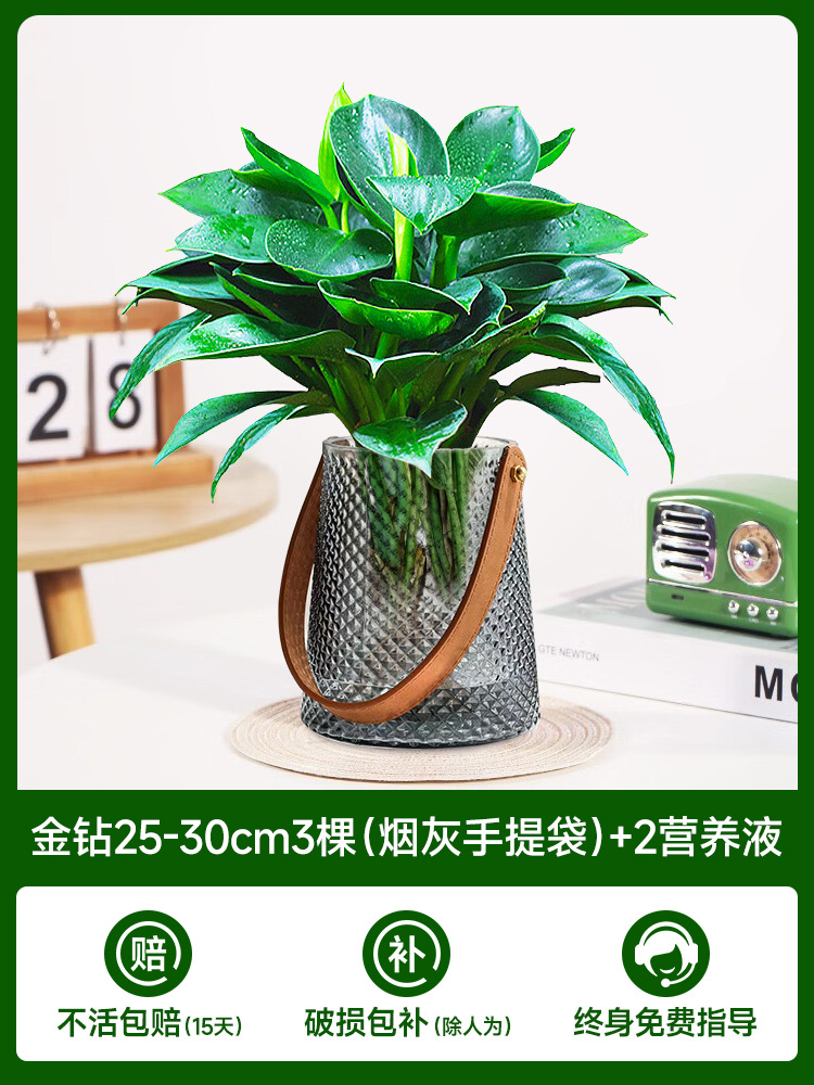 고급 대형 금다이아몬드 3개(재가방) + 크리스탈 머드 + 영양액 2개