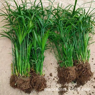Wholesale Water Bamboo Seedlings Potted Dry Umbrella Grass Seedlings Windmill Grass Aquatic Plants Landscape Pool Wetland Greening Large Discount