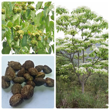 ��ľ�N����ͩ��ͩ�N����ͩ��N��ͩ�͘�ͩ�Ә��ͩ�����²ɷN��