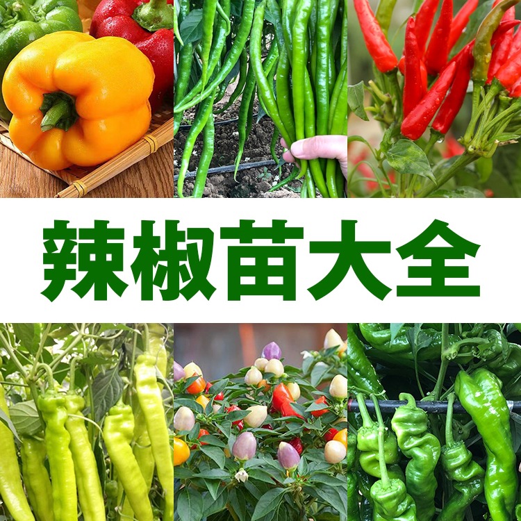 各种辣椒苗秧小辣朝天椒线椒螺丝椒尖椒青椒彩椒南方四季阳台盆栽