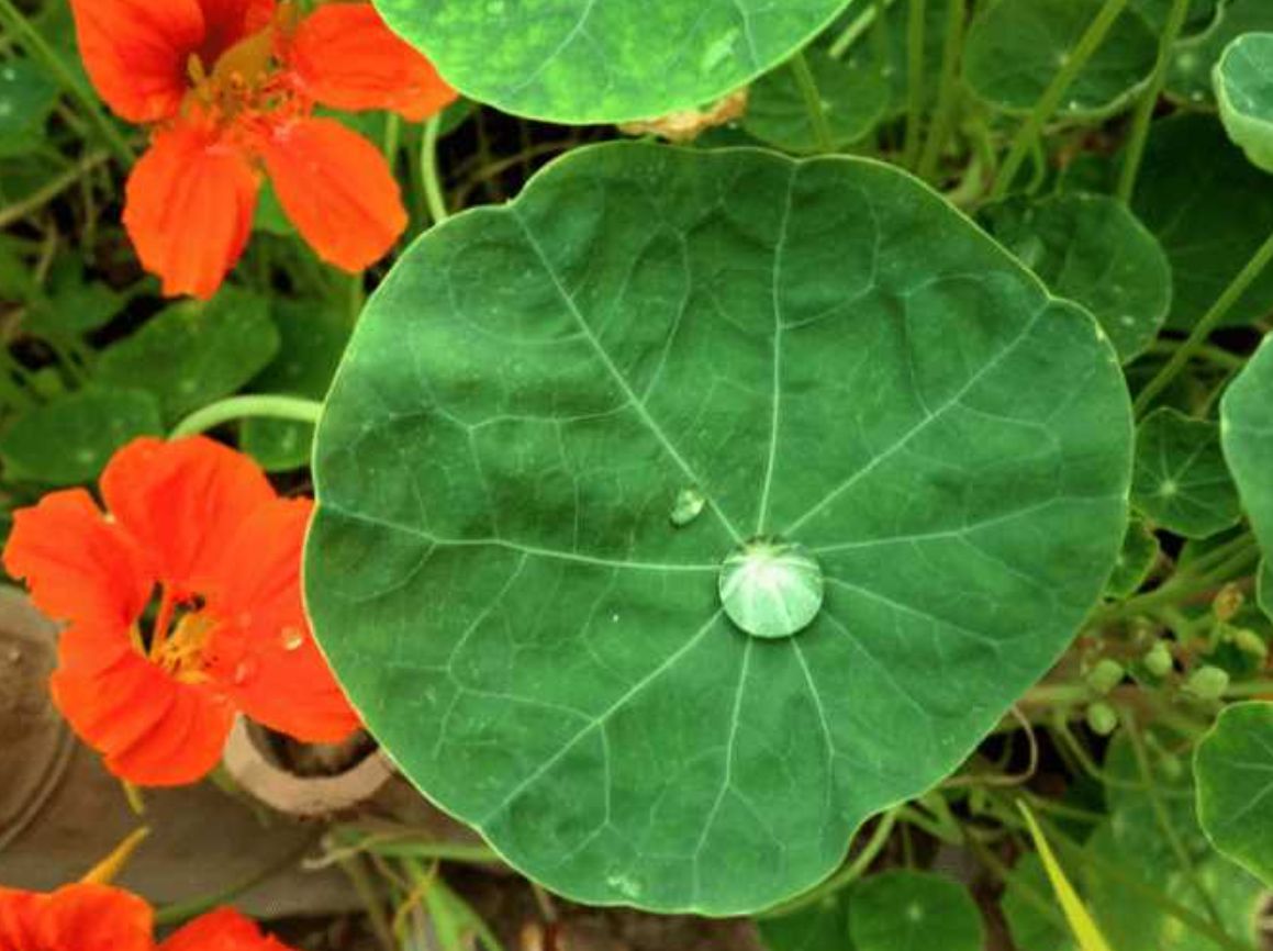 ������˥�ϻ����ﺵ������ȡ��OXYGESKIN