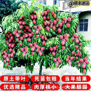 ��֦���m�޽ӟo�˹�ζ�������Ԯ���Y������Цˮ������Ŵ���ٹ���