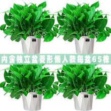 绿萝盆栽室内好养客厅吸除甲醛绿植花卉水培植物大叶长藤绿箩批发