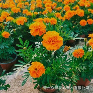 ��ȸ�ݕr��ݻ��V�����@�G����[ֲ��������pɫ 2026��������