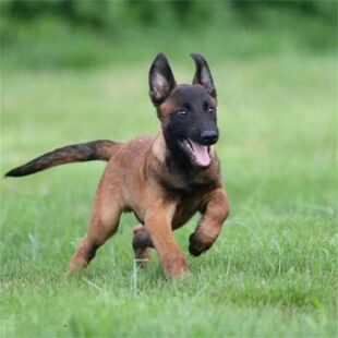 �RȮ��Ȯ���w ���N��Ȯ�RȮ���w ����Ȯ���）�RȮ���w��Ȯ