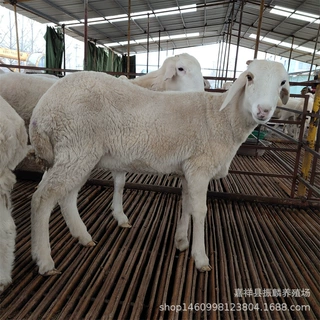 头胎小尾寒羊孕羊 小尾寒羊市场东北小尾寒羊绵羊