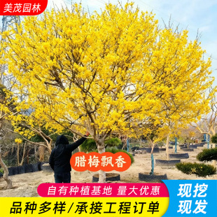 �D÷���������������D÷�t÷�Ϙ����辰�G÷�ͺ�ԭ��÷�������̨