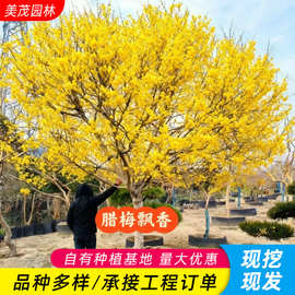 腊梅花树苗盆栽素心腊梅红梅老桩花盆景绿梅耐寒原生梅花花卉阳台
