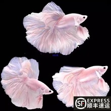 ��S�W�t�鼆̩�����~���»��w���B�o������^�p�~����Ꭷ��ˮ�~