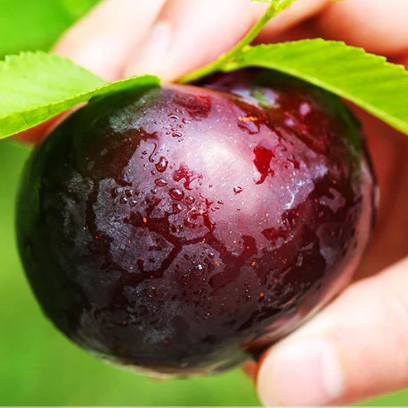 Freshly picked and shipped 2.5kg Black plum fresh fruit in season, March plums 4.5kg Seasonal fruit for pregnant women, whole box Freshly picked and shipped 2.5kg Black plum fresh fruit in season, March plums 4.5kg Seasonal fruit for pregnant women, whole box