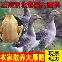 ����ֻ�����Z�����r�F������Ǵ��Z��ֻ���Z�Z���r��ɢ�Bɢ�B