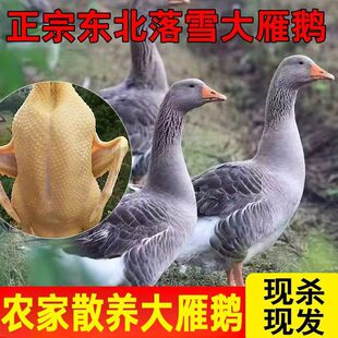 ����ֻ�����Z�����r�F������Ǵ��Z��ֻ���Z�Z���r��ɢ�Bɢ�B