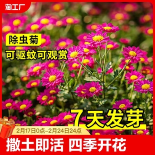 Pyrethrum Seeds, Mosquito Repellent, Chrysanthemum Seeds, Flower Seeds, Four-Season Potted Sowing, Double-Petaled Spring Seeds
