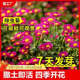 除虫菊种子驱蚊草菊花种籽子花种子四季盆栽播种种植种孑重瓣春天