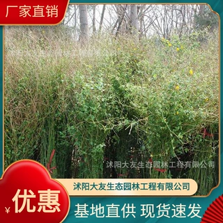 基地批发 自产自销棣棠苗 景区造景道路园林工程绿化苗